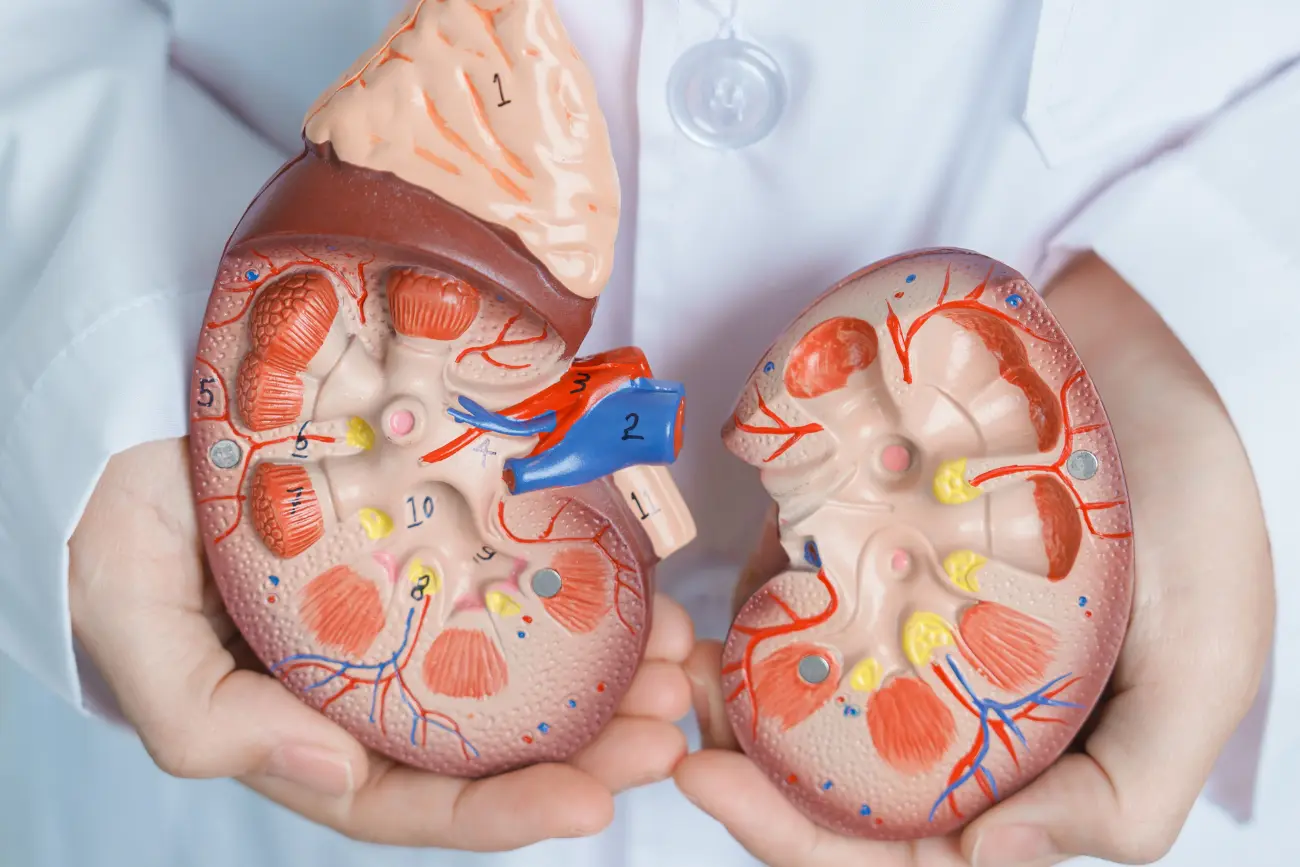 Urgent Care Physician Presenting Kidney Stones Diagram